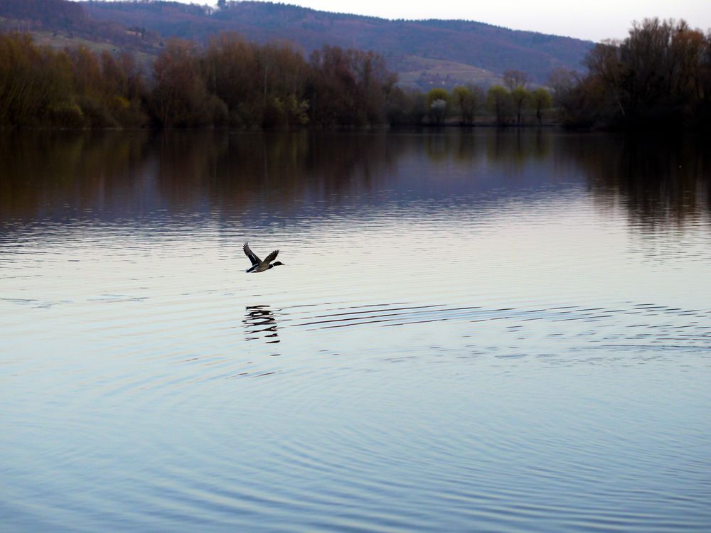 Bruchsee bei Heppenheim