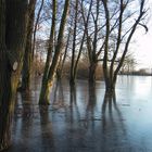 Bruchsee im Winter