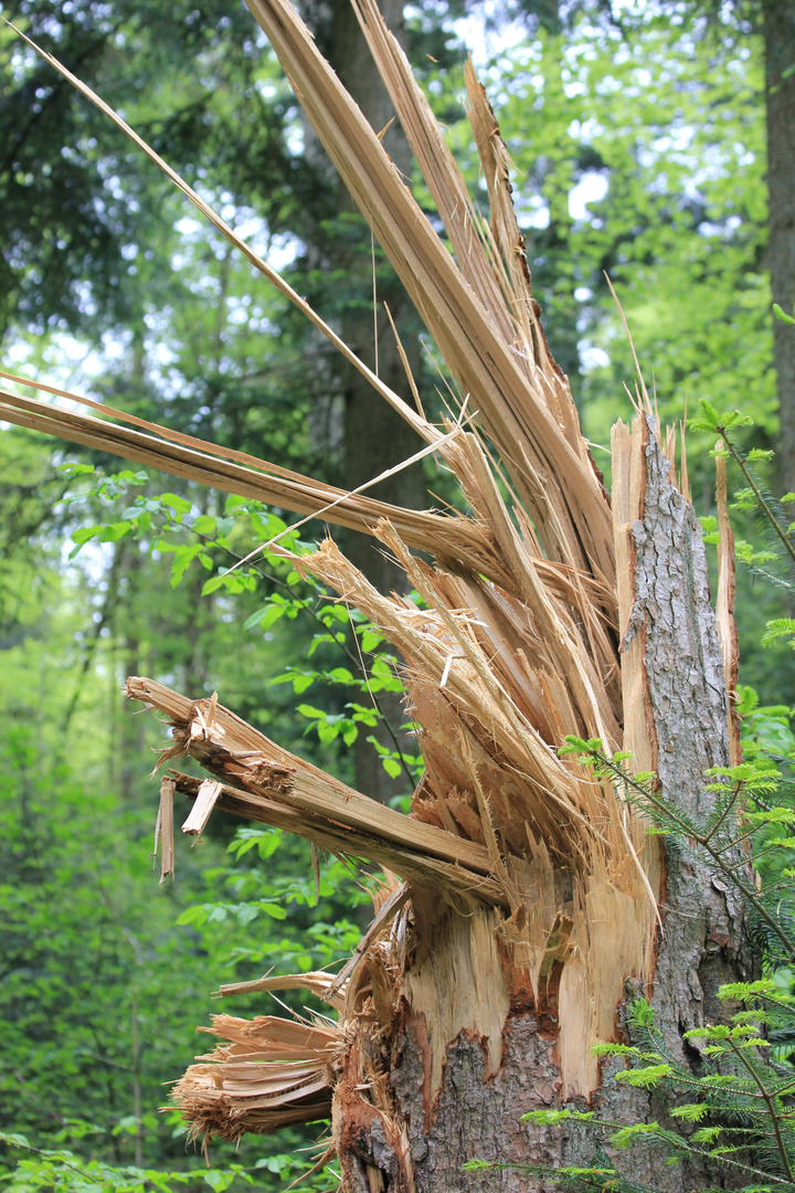 Bruchstellen,Natur,Baum,Holz,Wald