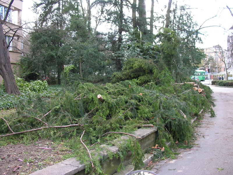 Bruchteil einer Sekunde - Sturm Kyrill in Nachbars Garten....