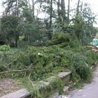 Bruchteil einer Sekunde - Sturm Kyrill in Nachbars Garten....