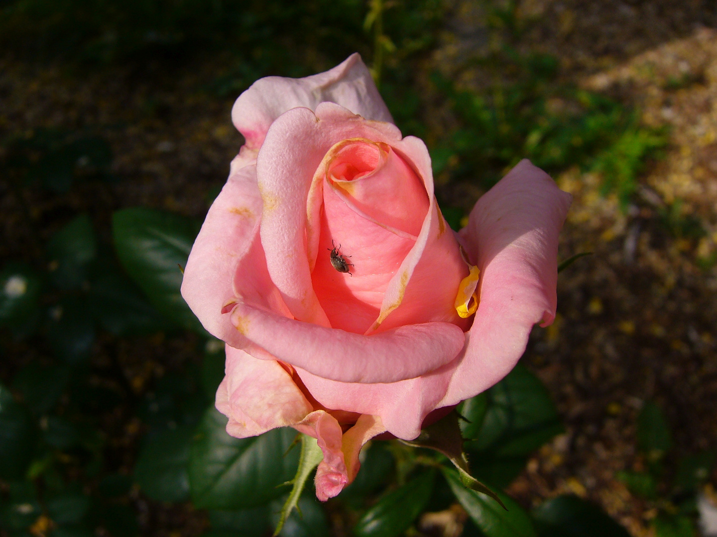 Bruchus-Klettertour auf einer Rose