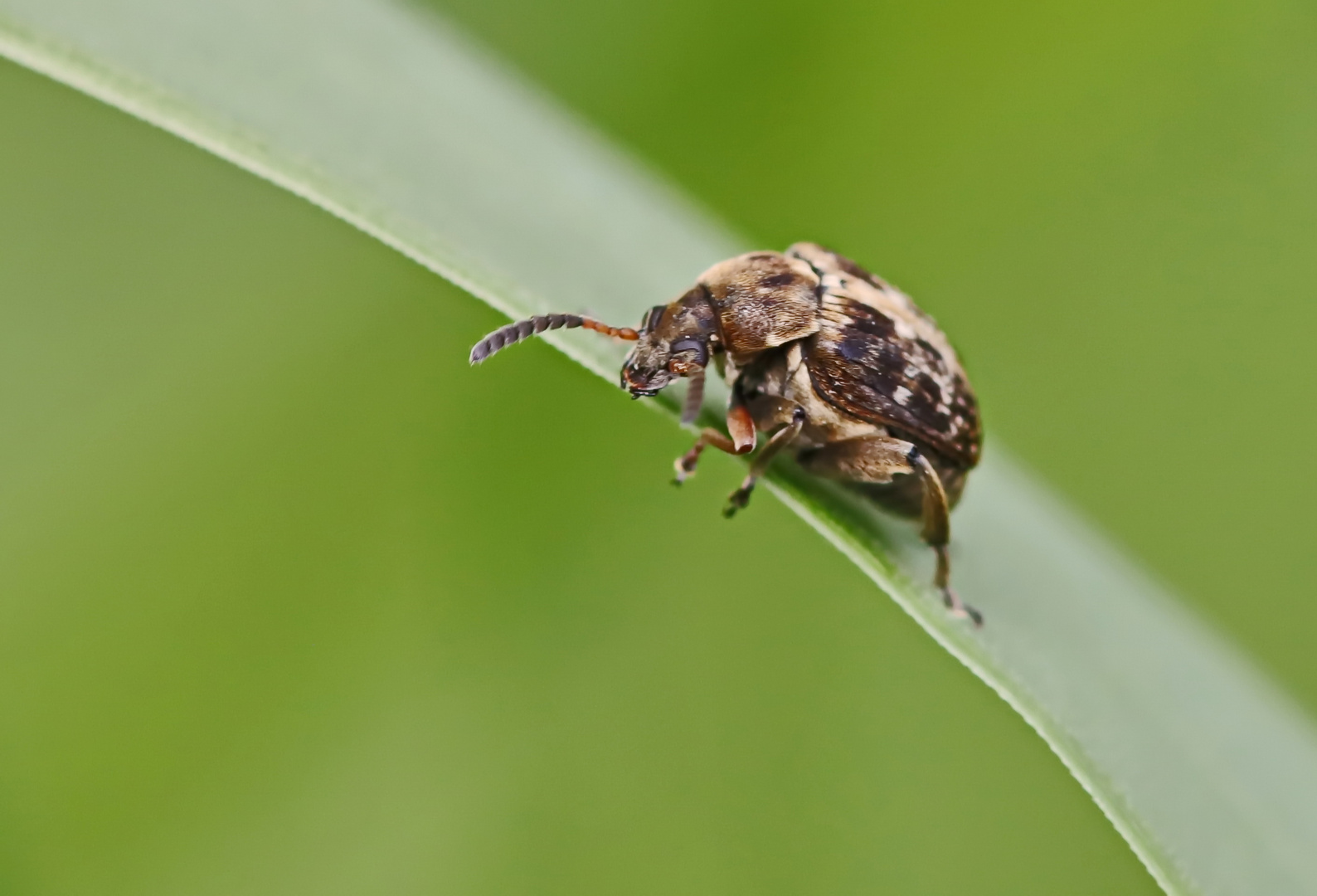 Bruchus pisorum,Gemeine Erbsenkäfer