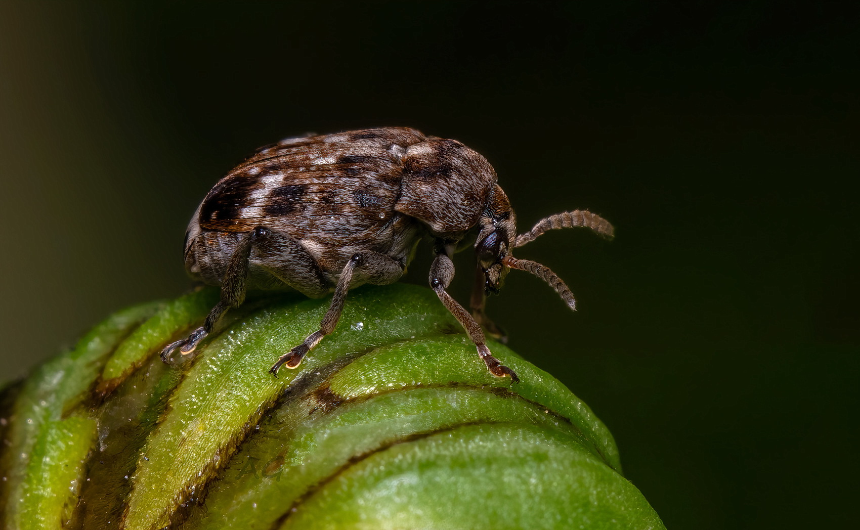 Bruchus rufimanus