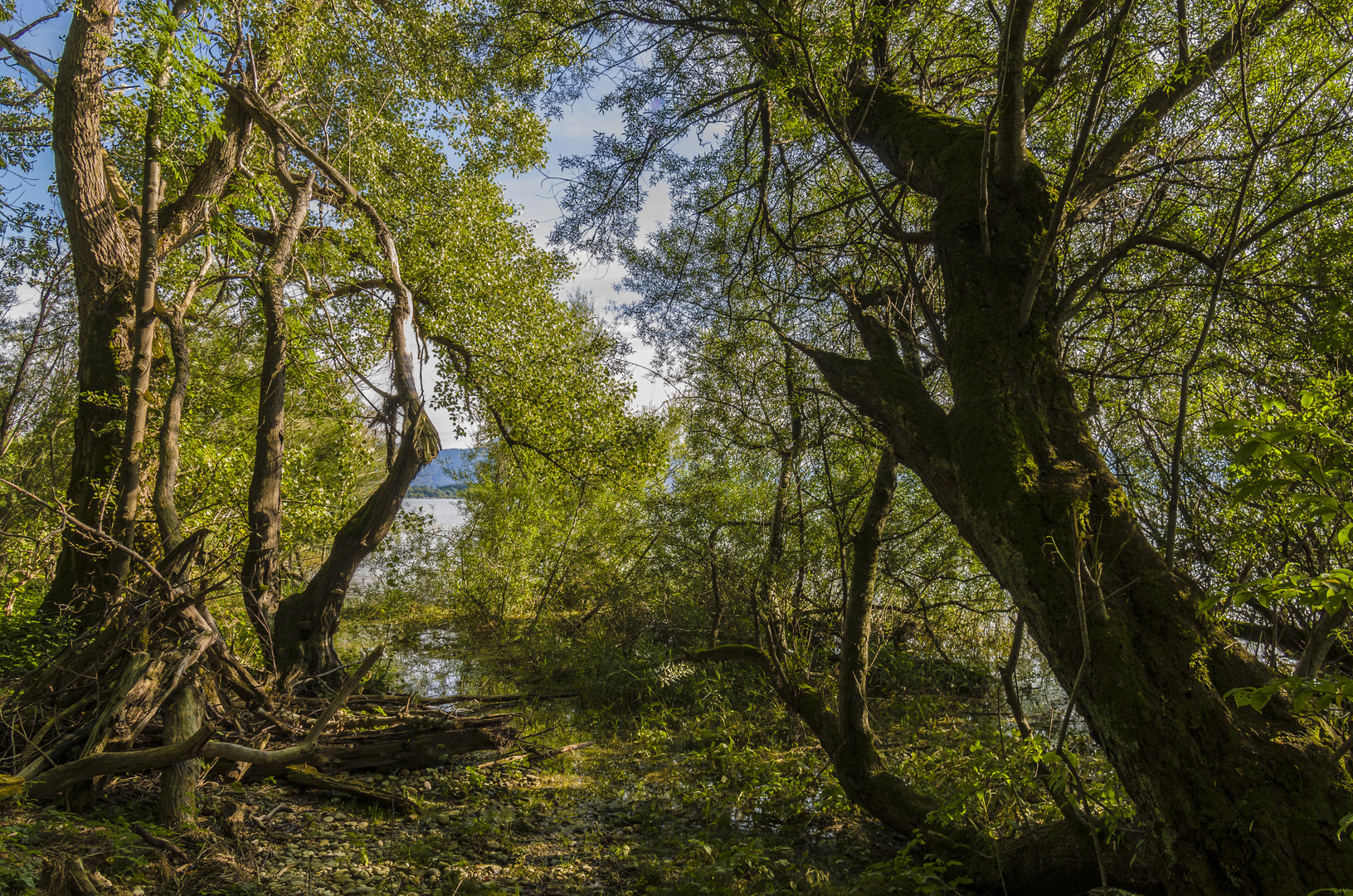 Bruchwald am Chiemsee