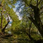 Bruchwald am Chiemsee