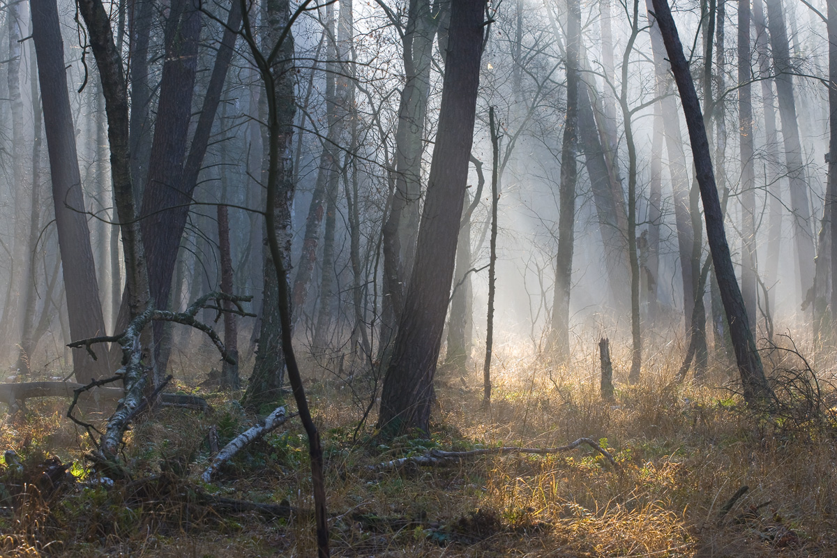 Bruchwald am morgen