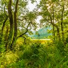 Bruchwald am Thumsee