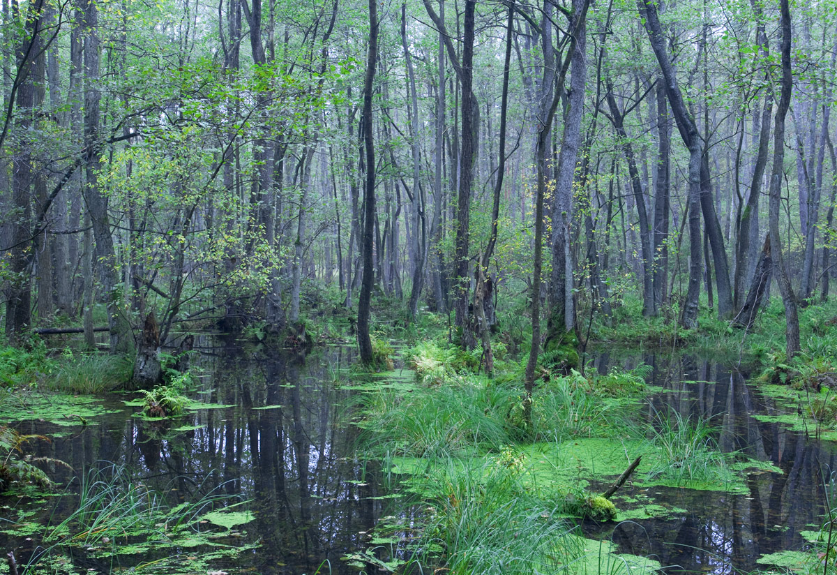 Bruchwald im Briesetal