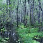 Bruchwald im Briesetal