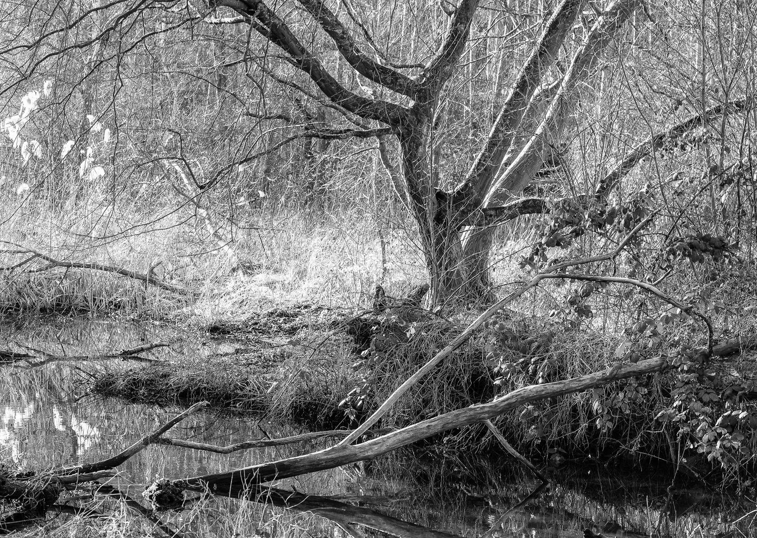 Bruchwald im Gegenlicht