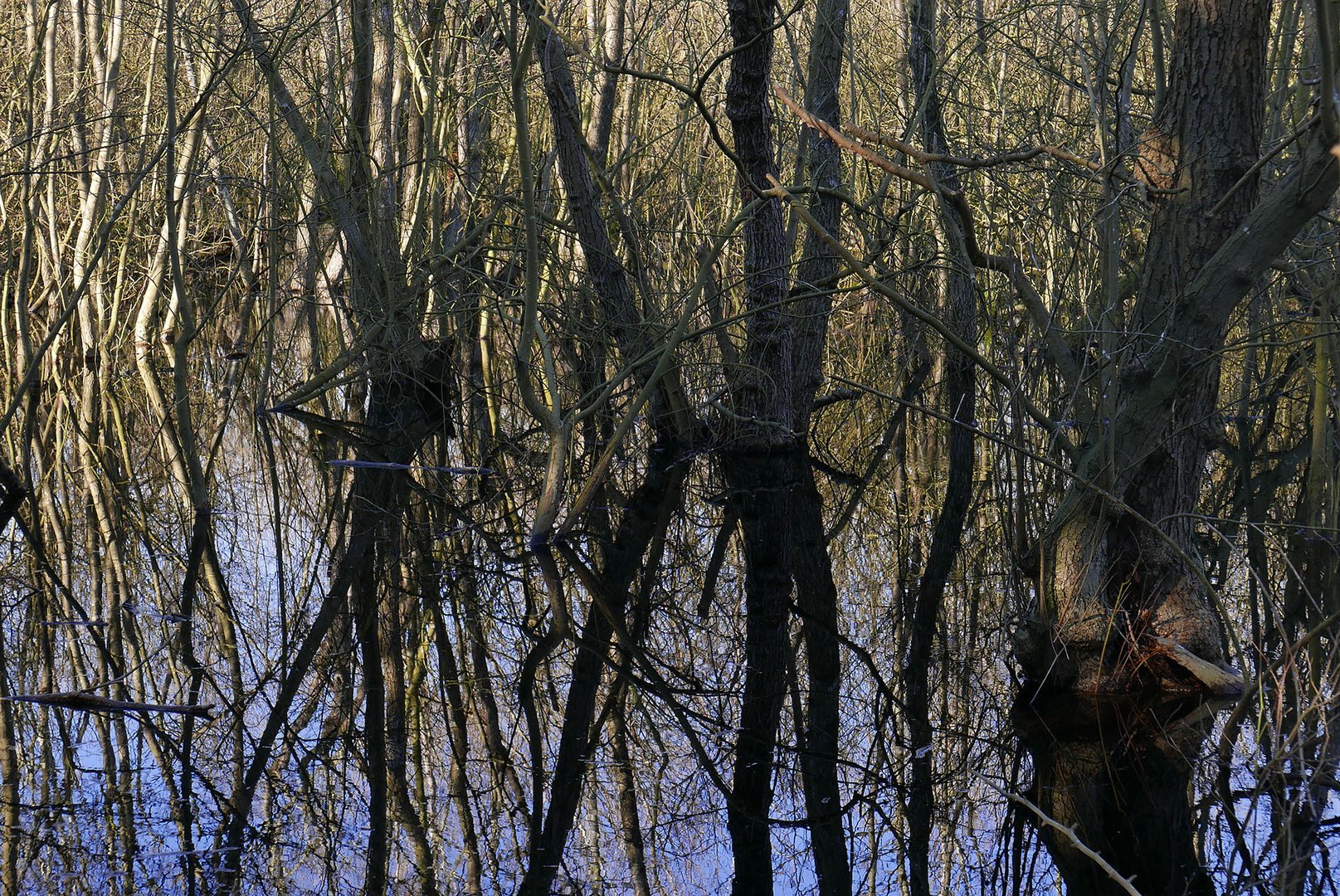 Bruchwald in der Waterdelle auf Borkum