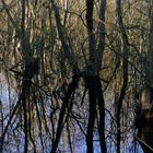 Bruchwald in der Waterdelle auf Borkum