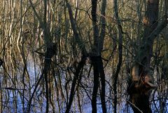 Bruchwald in der Waterdelle auf Borkum