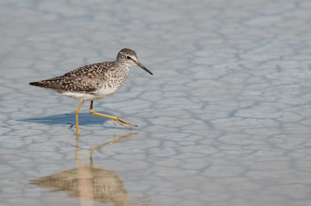 Bruchwasserläufer