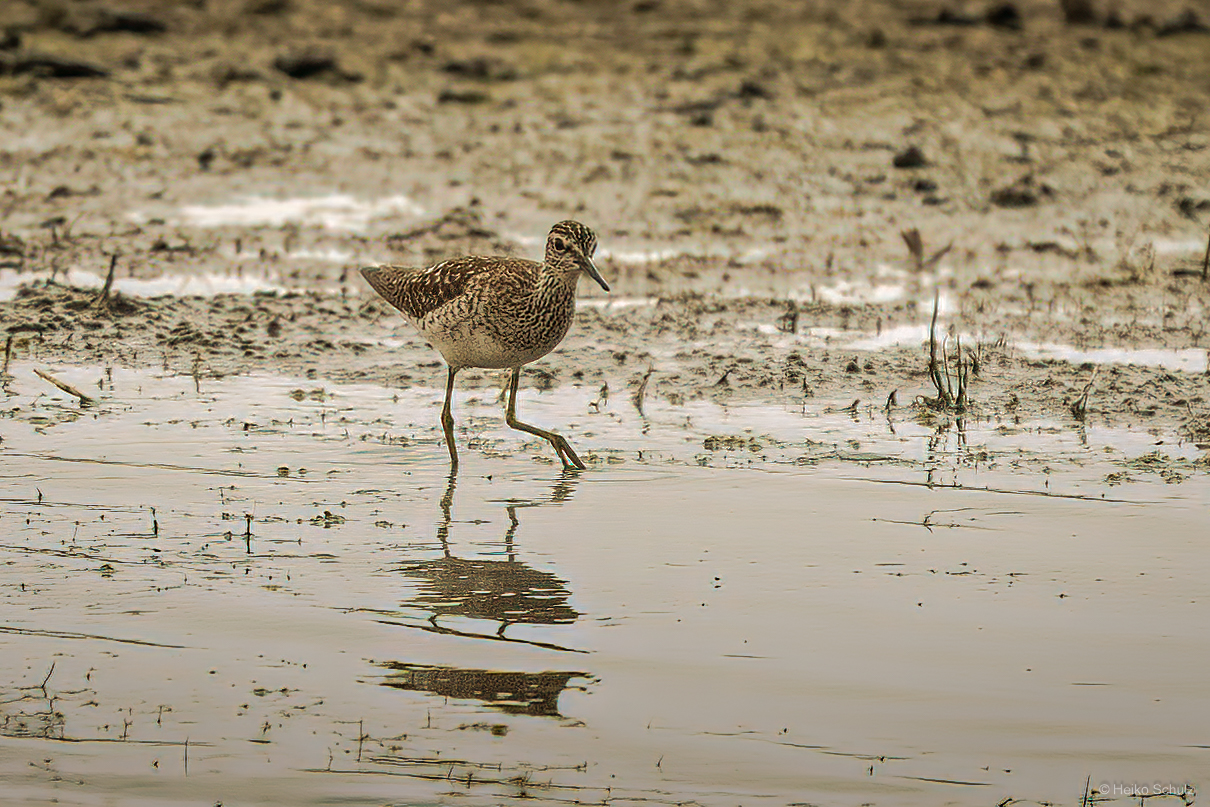 Bruchwasserläufer