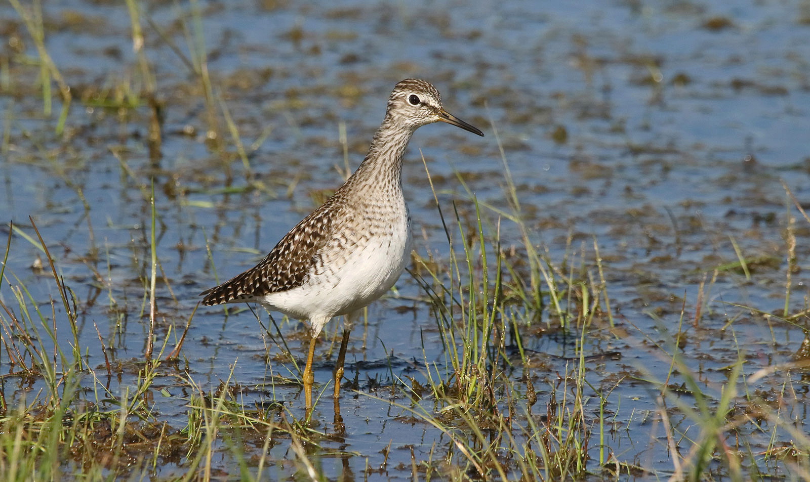 Bruchwasserläufer