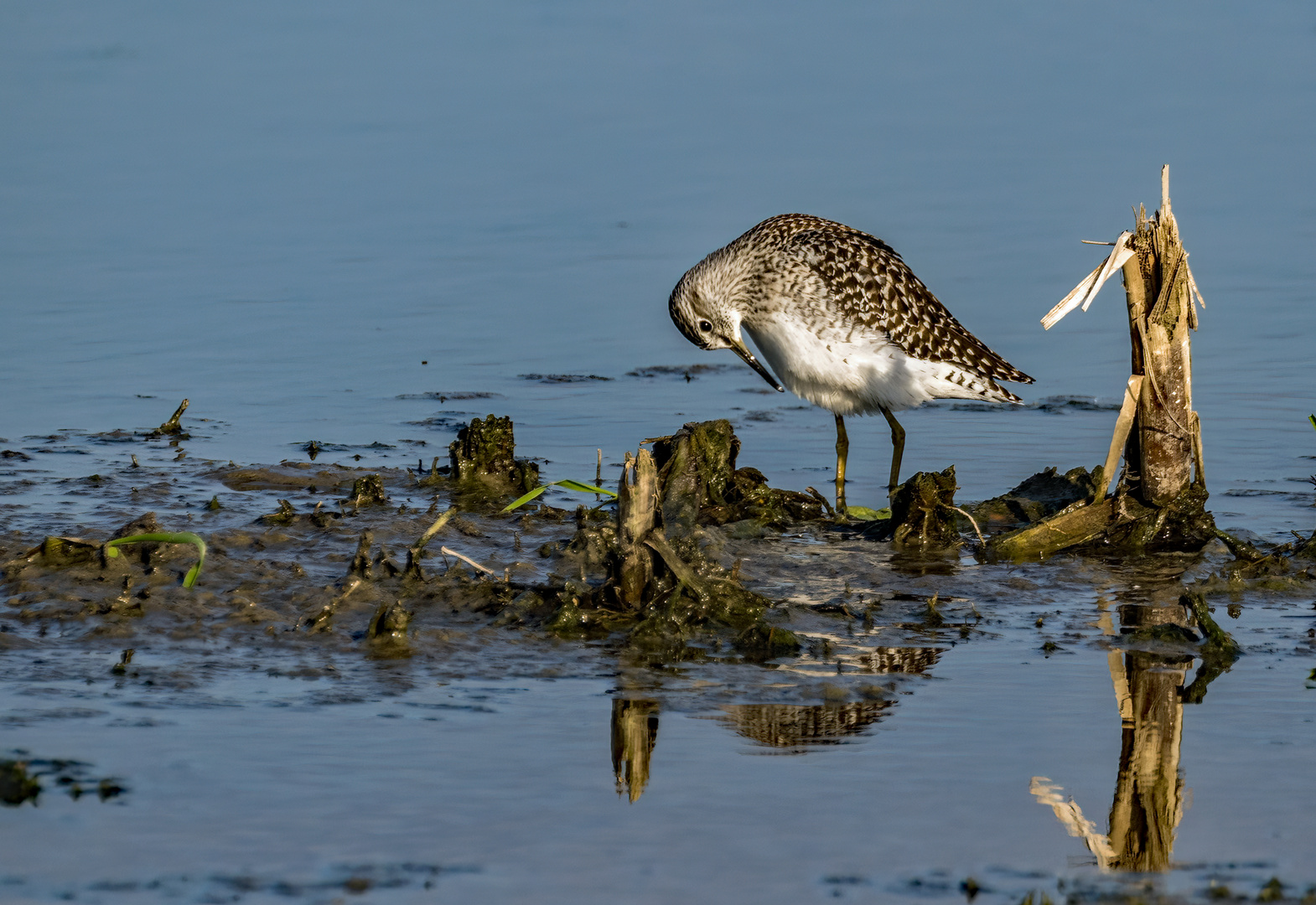 Bruchwasserläufer