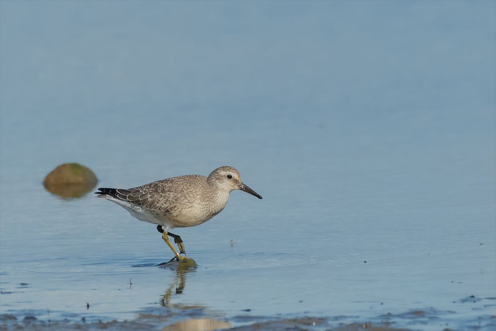 Bruchwasserläufer