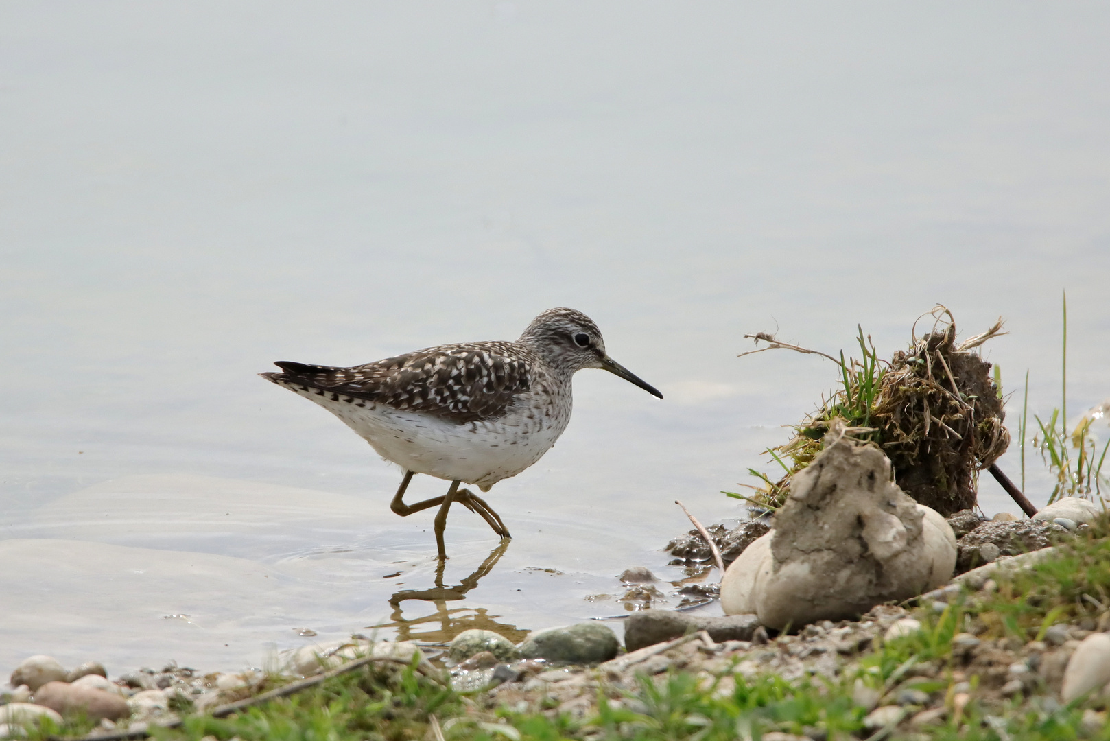 Bruchwasserläufer