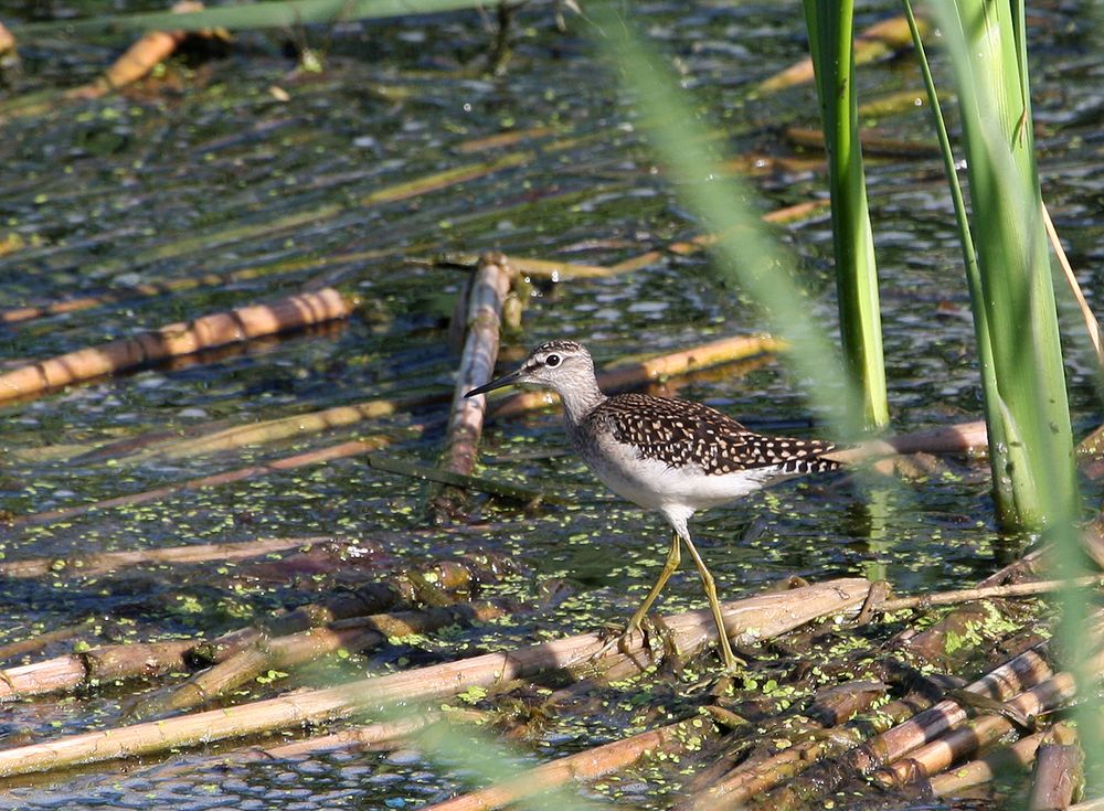 Bruchwasserläufer