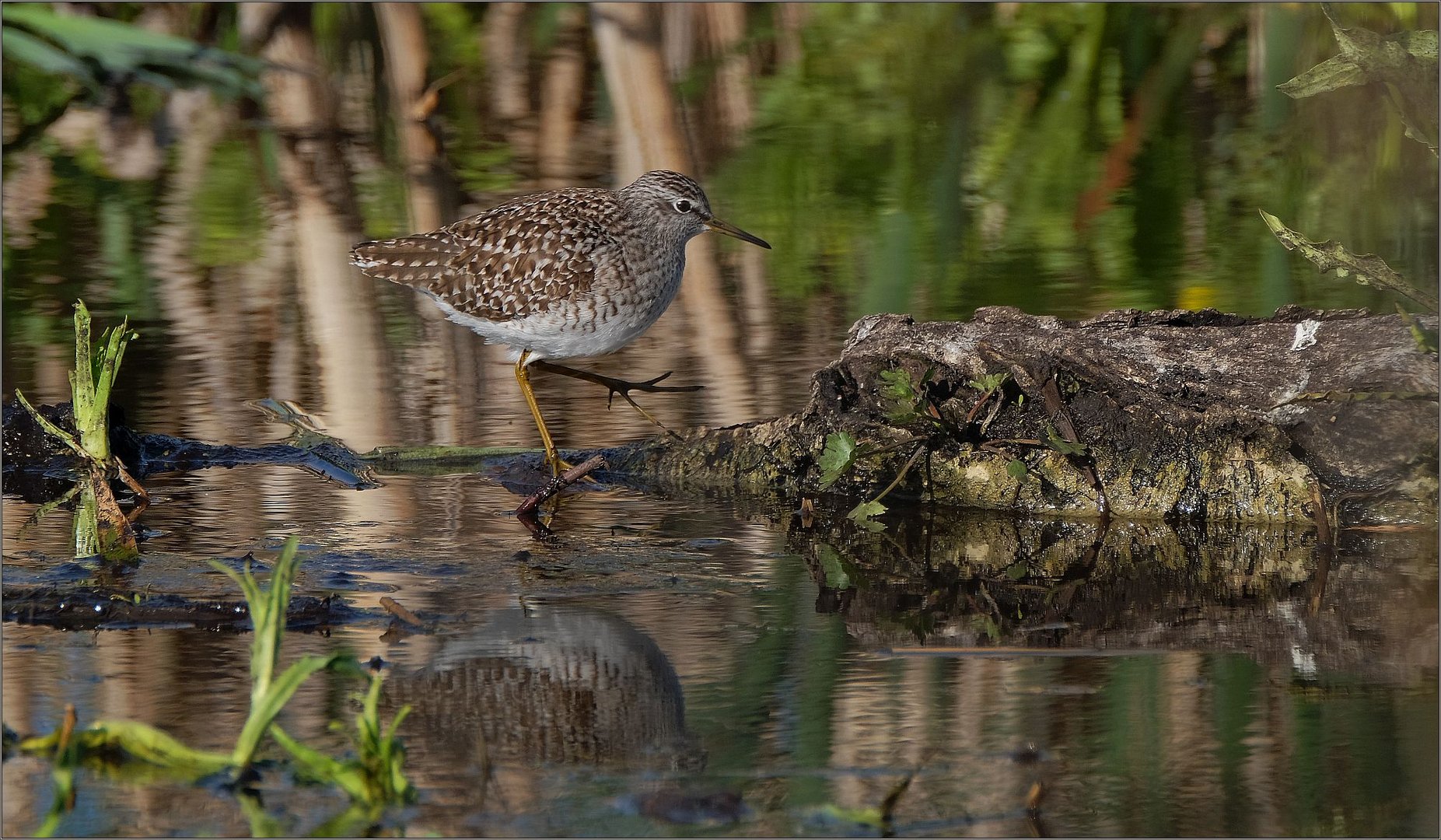 Bruchwasserläufer