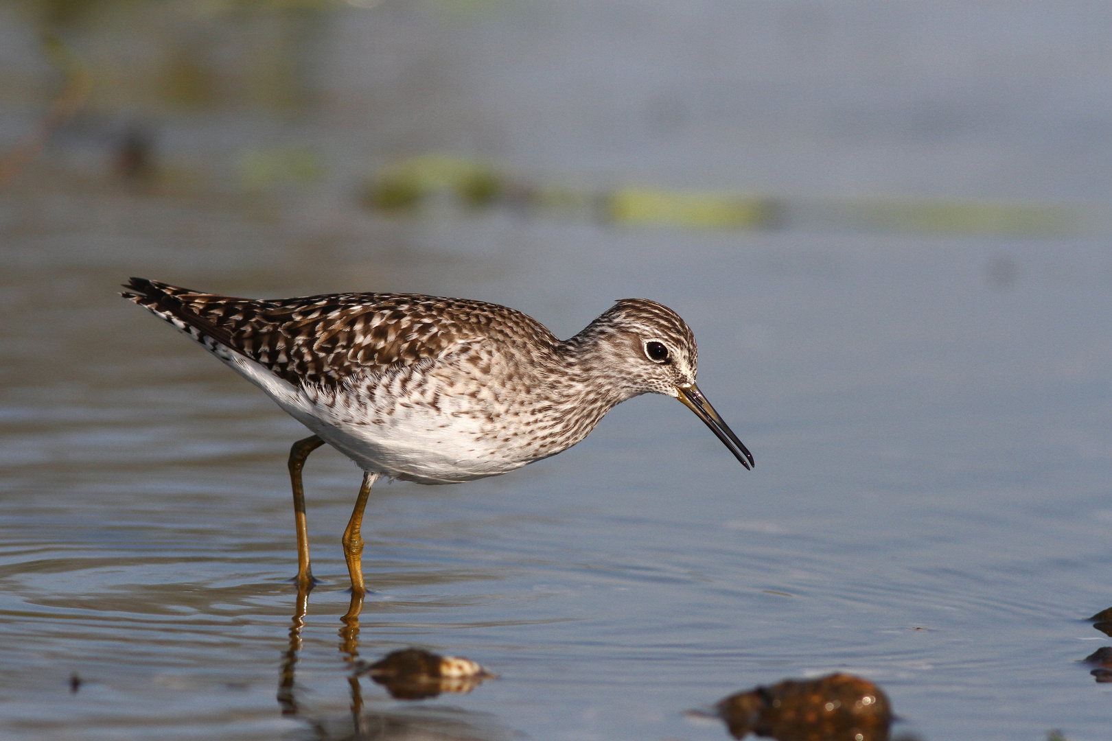 Bruchwasserläufer