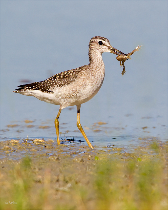 Bruchwasserläufer