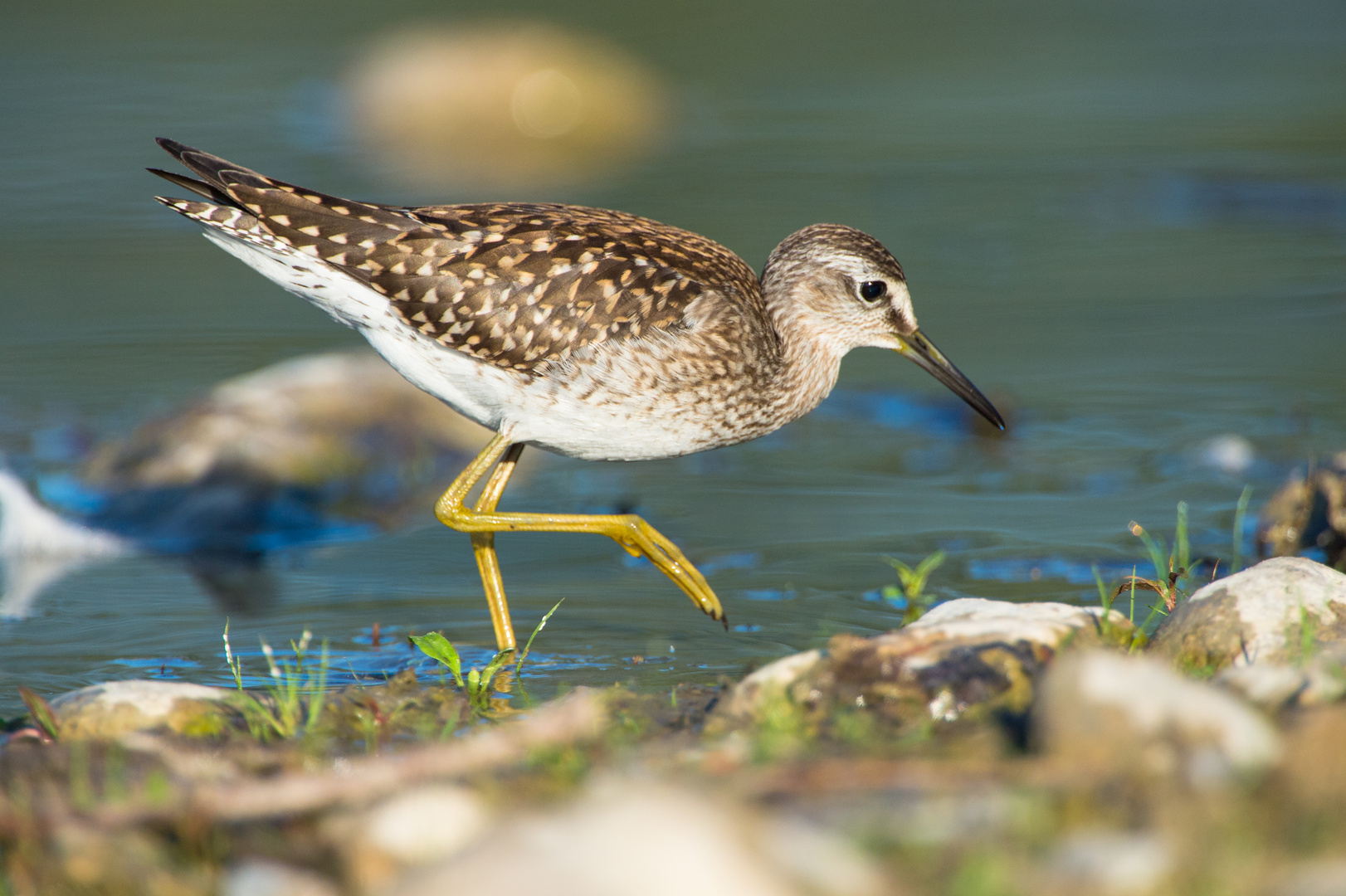 Bruchwasserläufer