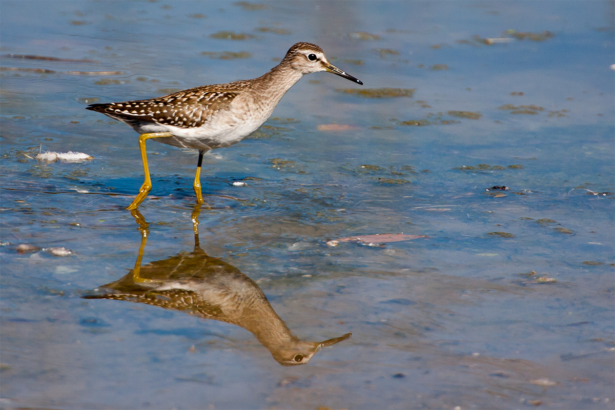 Bruchwasserläufer