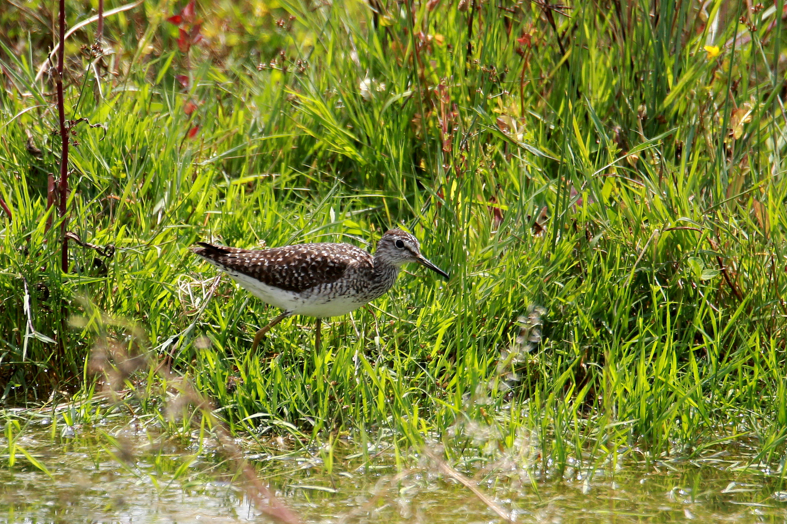 Bruchwasserläufer