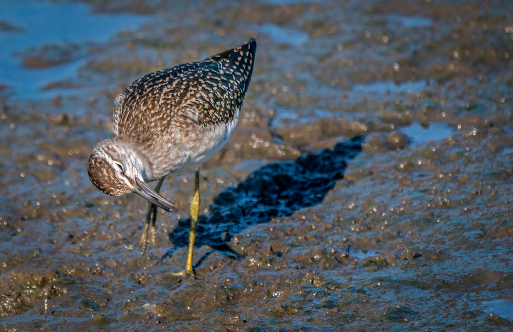 "BRUCHWASSERLÄUFER"