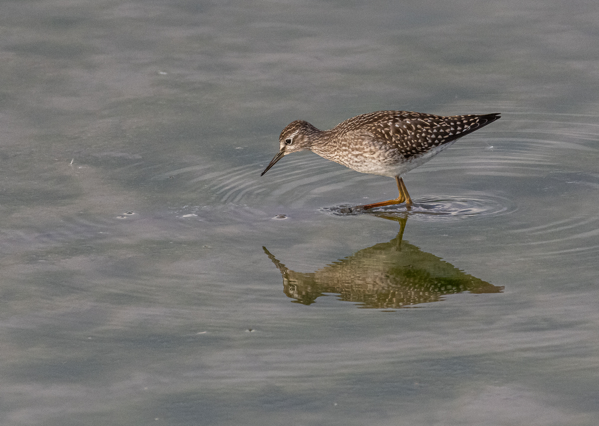 Bruchwasserläufer