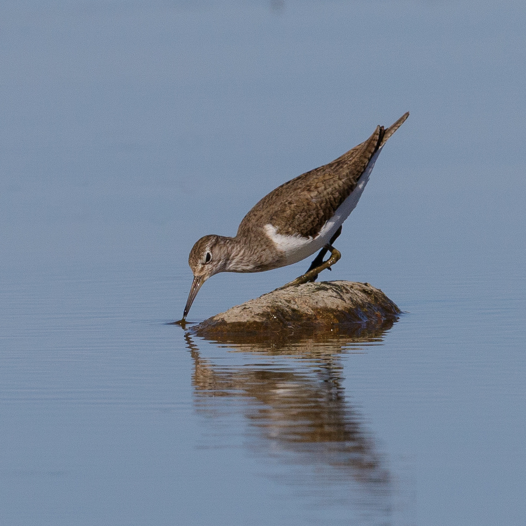 Bruchwasserläufer