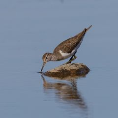 Bruchwasserläufer