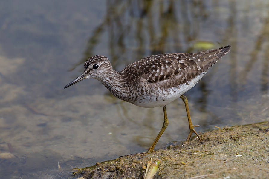 Bruchwasserläufer?