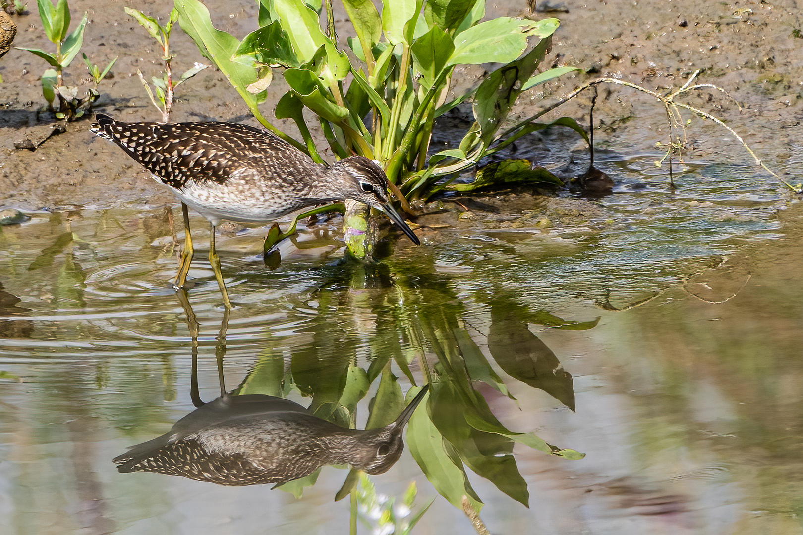 Bruchwasserläufer