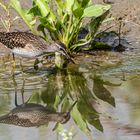 Bruchwasserläufer