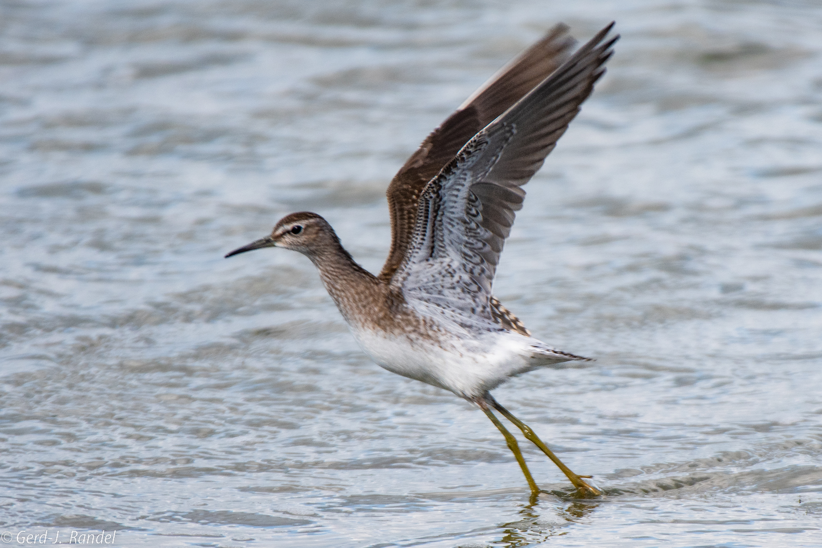 Bruchwasserläufer