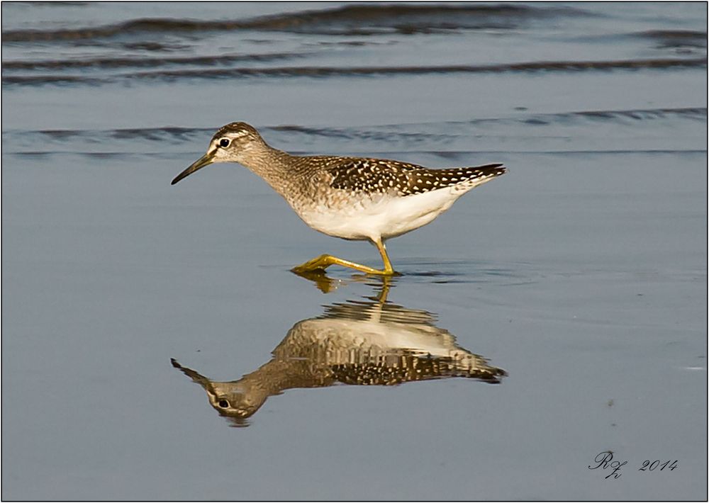 Bruchwasserläufer