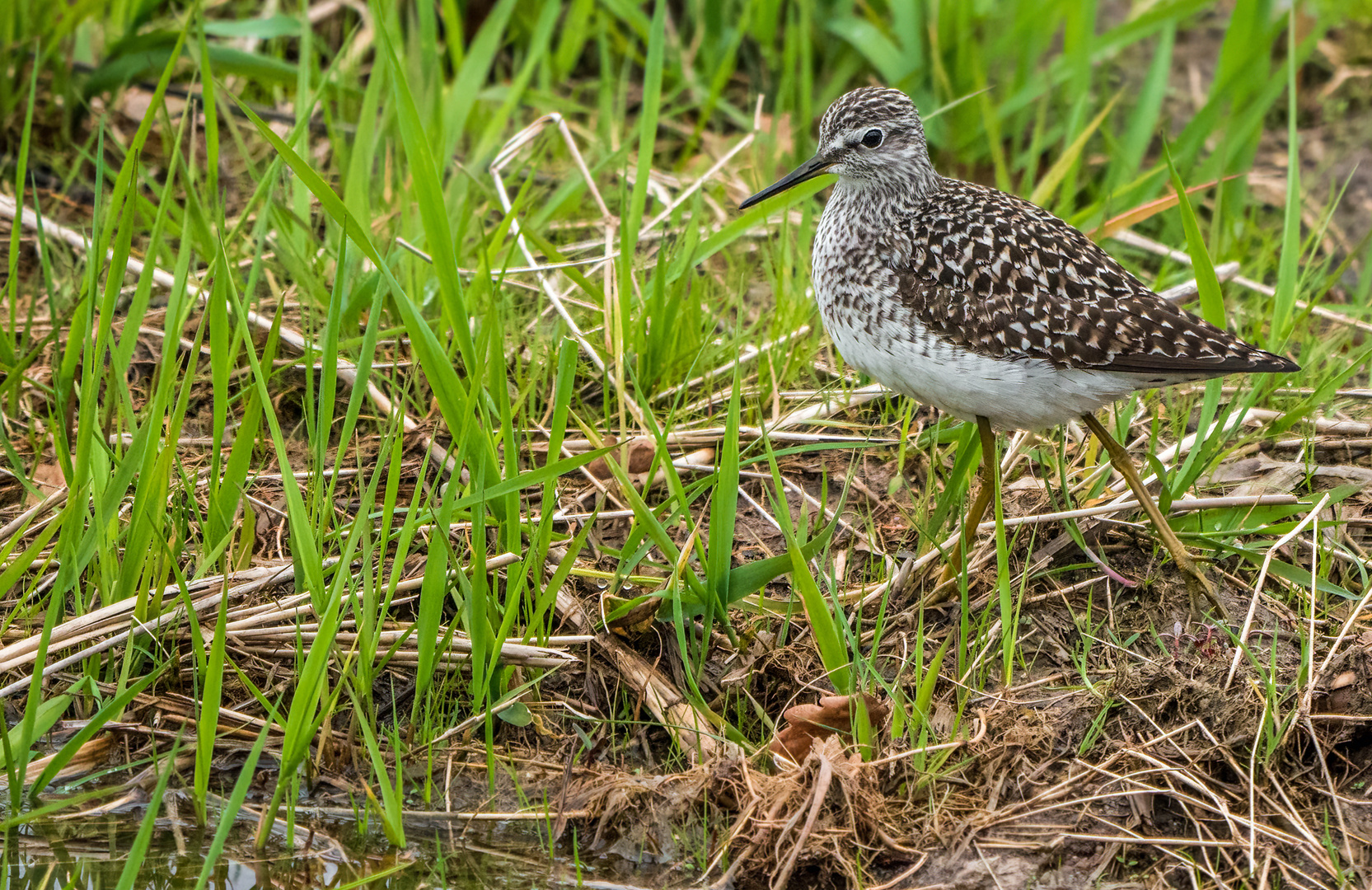 "BRUCHWASSERLÄUFER"