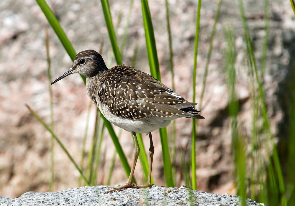 Bruchwasserläufer