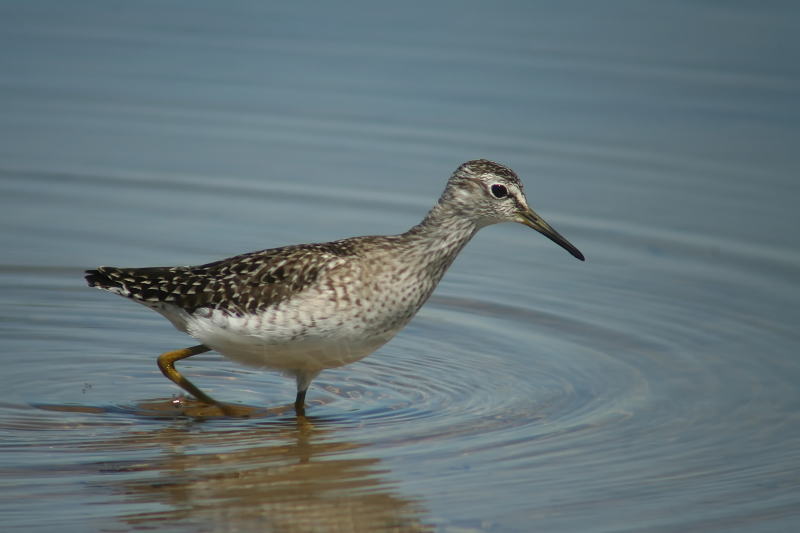 Bruchwasserläufer