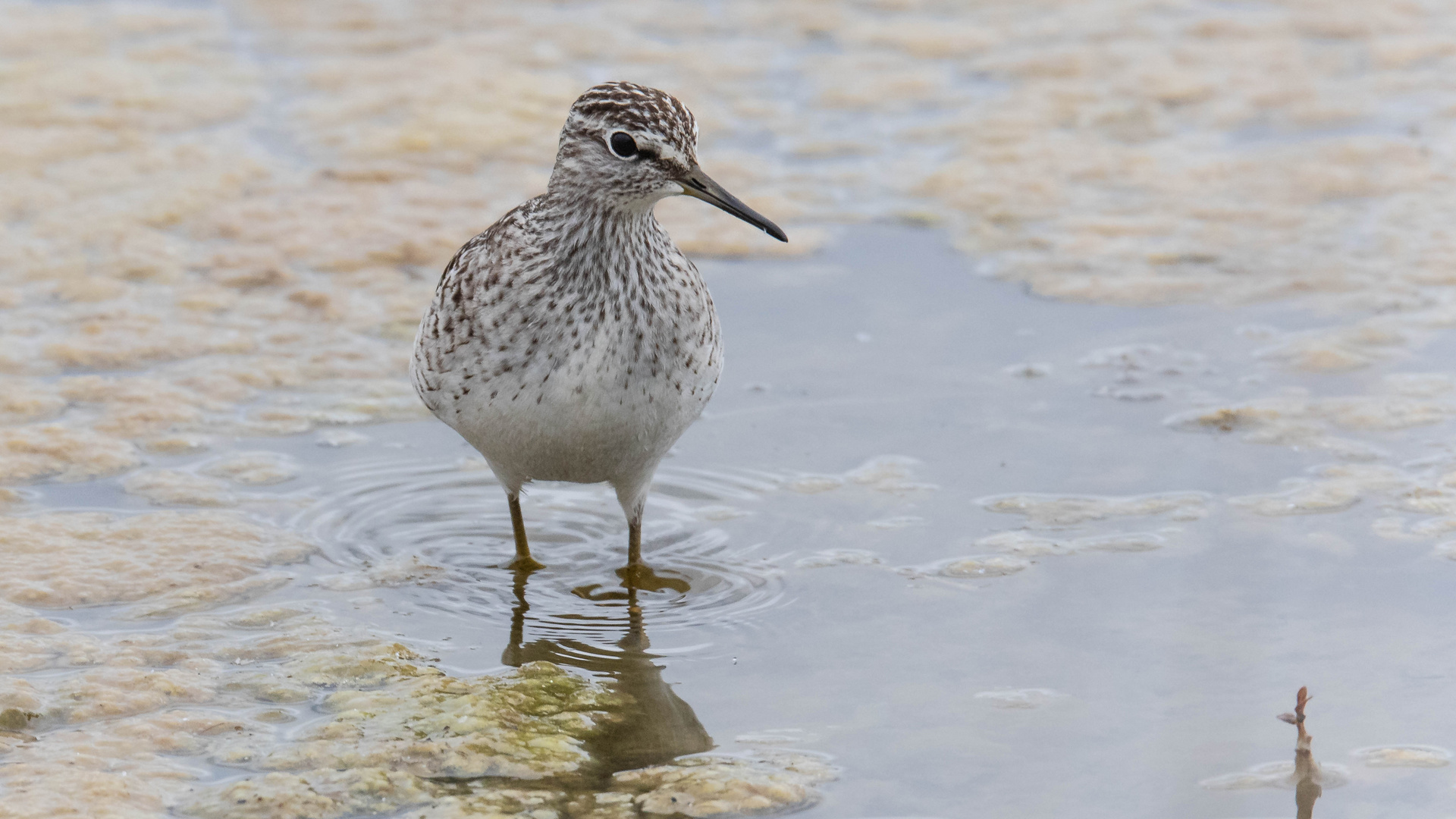 Bruchwasserläufer