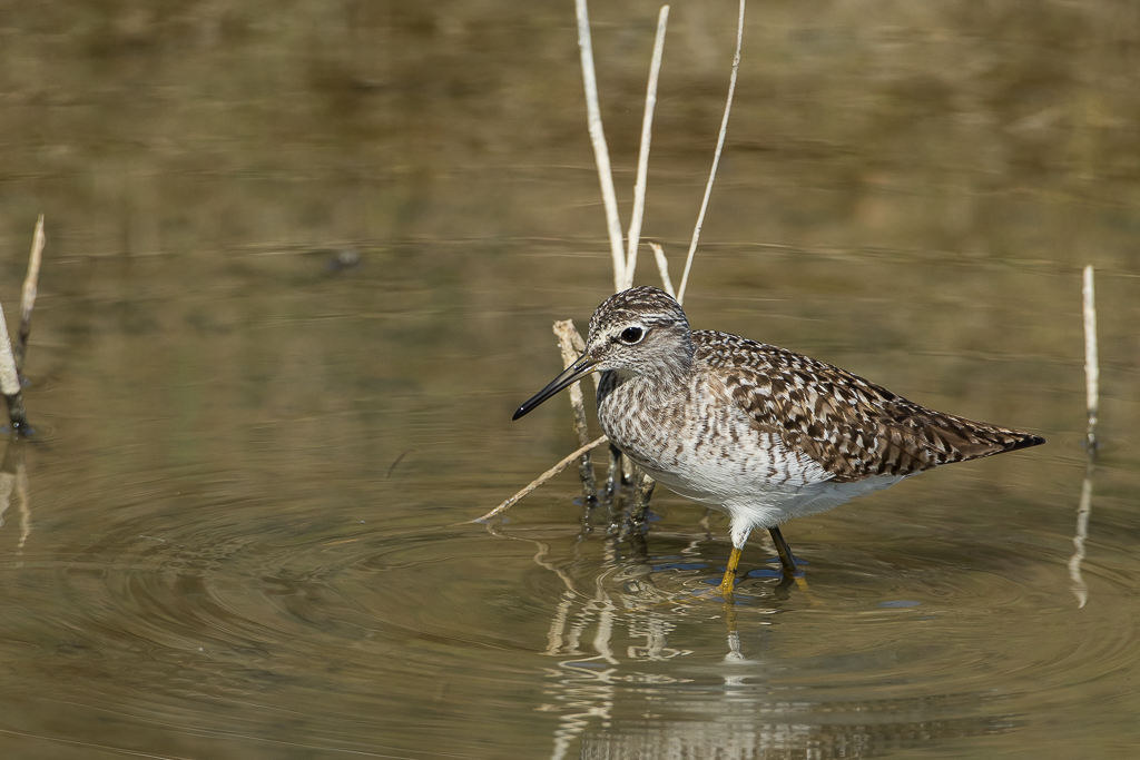 Bruchwasserläufer