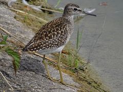 Bruchwasserläufer