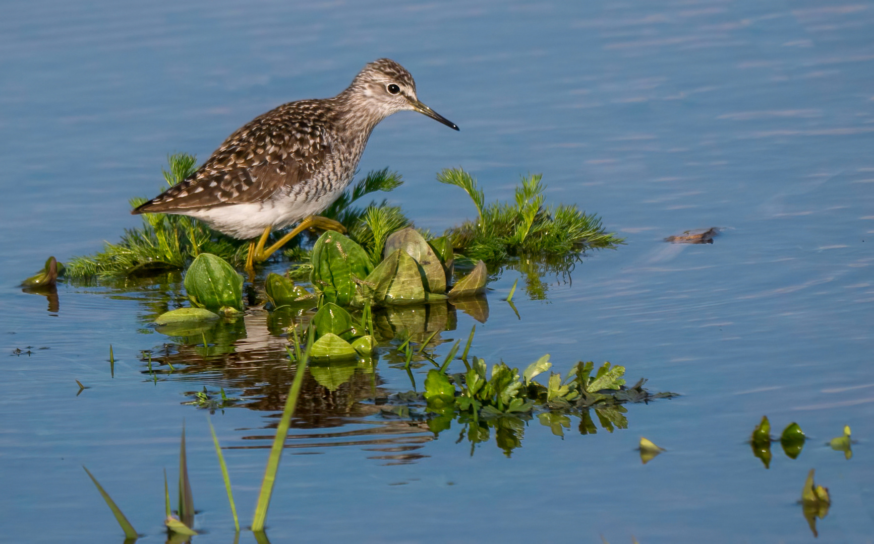 BRUCHWASSERLÄUFER