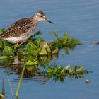 BRUCHWASSERLÄUFER