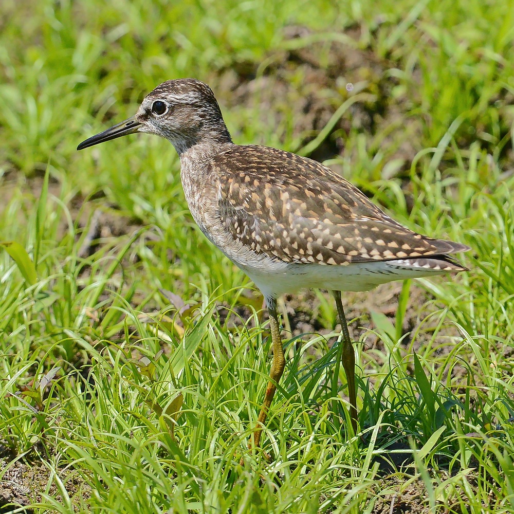 Bruchwasserläufer