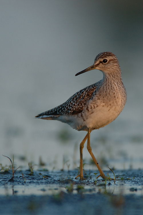 Bruchwasserläufer